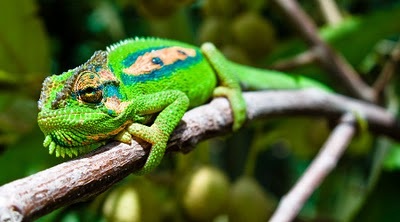 Chameleon2
