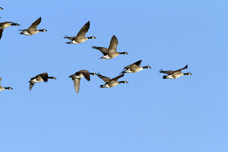geese-in-v-formation